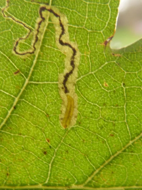 Stigmella roborella - photo 3