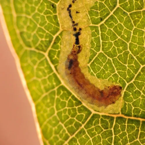 Stigmella roborella - photo 4
