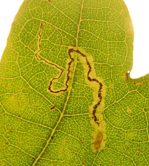 Stigmella roborella - photo 5