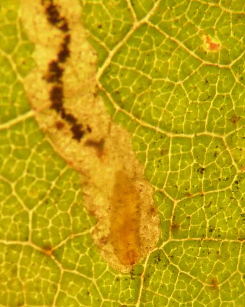 Stigmella roborella - photo 6