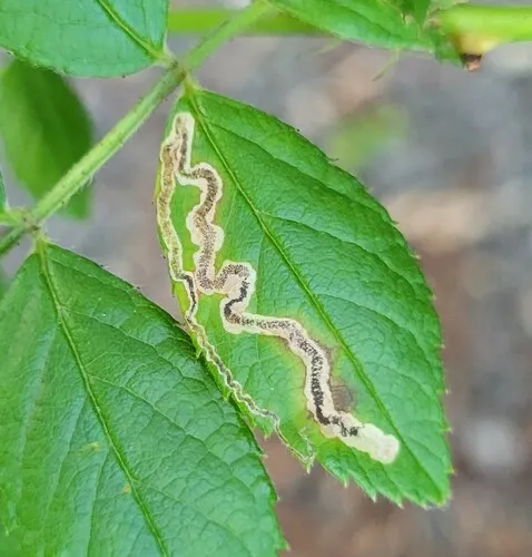 Stigmella rosaefoliella - Hodges#0078