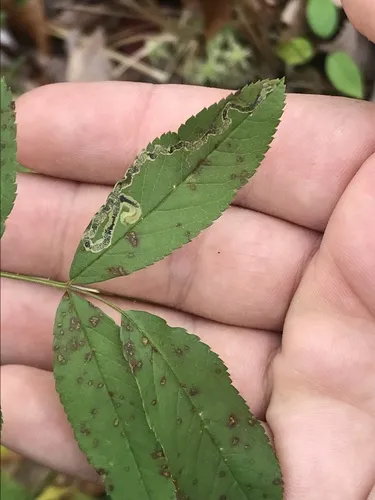 Stigmella rosaefoliella - Hodges#0078 - photo 6