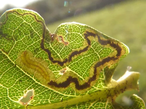 Stigmella ruficapitella