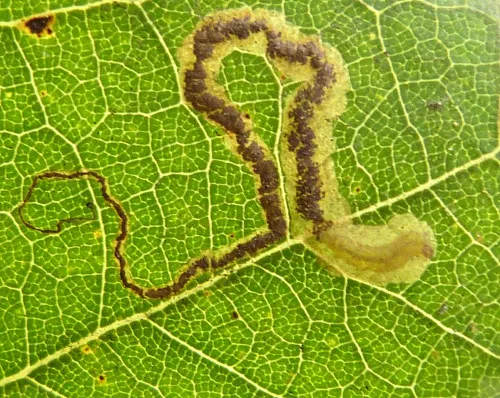 Stigmella ruficapitella - photo 2