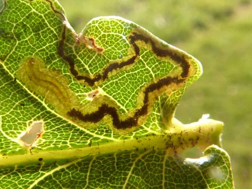 Stigmella ruficapitella - photo 3