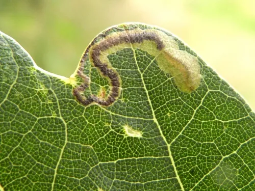 Stigmella ruficapitella - photo 4
