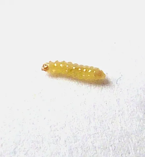 Stigmella ruficapitella - photo 5