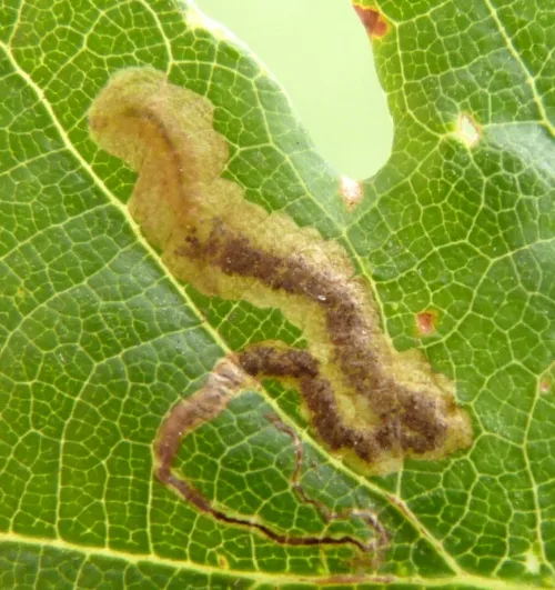 Stigmella ruficapitella - photo 6