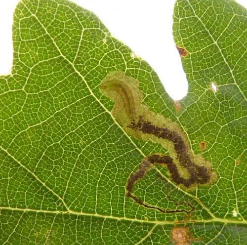 Stigmella ruficapitella - photo 7