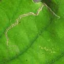 Stigmella saginella - Hodges#0087 - photo 2