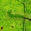 Stigmella saginella - Hodges#0087 - photo 3