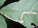 Stigmella saginella - Hodges#0087 - photo 4