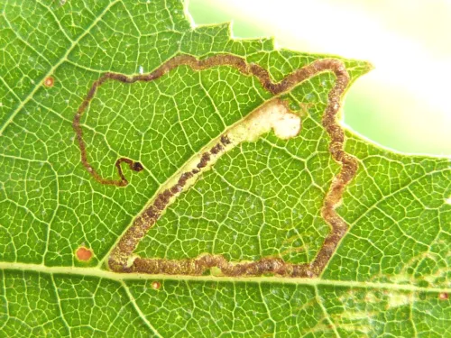 Stigmella sakhalinella