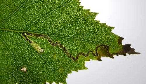 Stigmella sakhalinella - photo 2