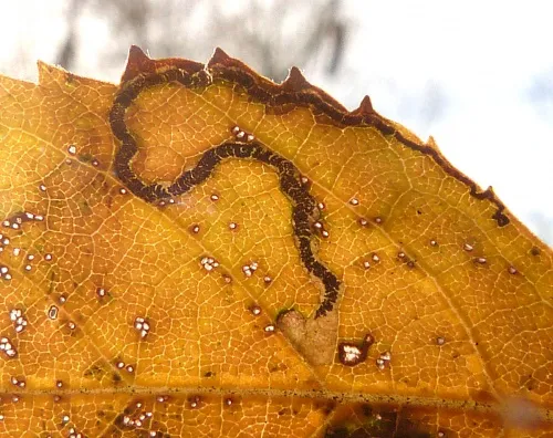 Stigmella sakhalinella - photo 3