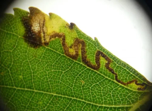 Stigmella sakhalinella - photo 4