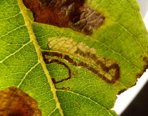 Stigmella salicis - Stigmella salicis