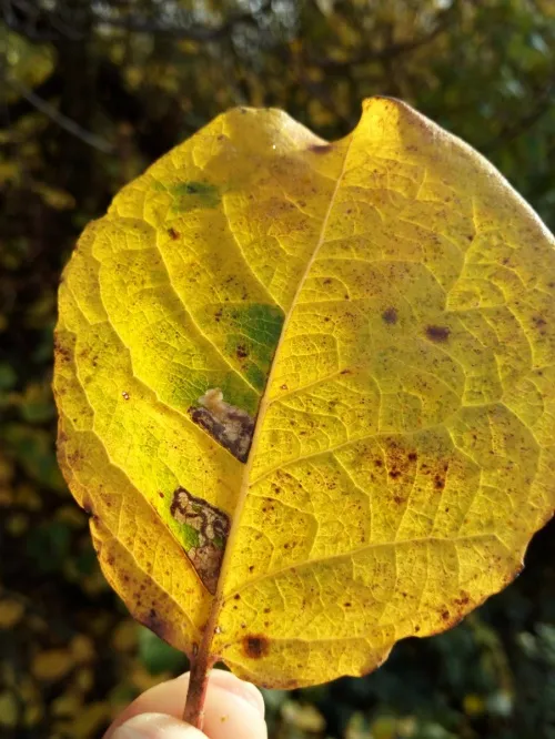 Stigmella salicis - photo 2