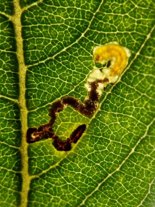 Stigmella salicis - photo 3