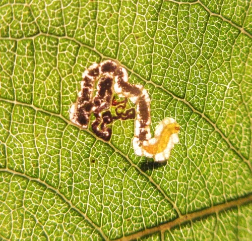 Stigmella salicis - photo 4