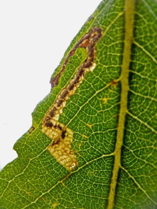 Stigmella salicis - photo 5
