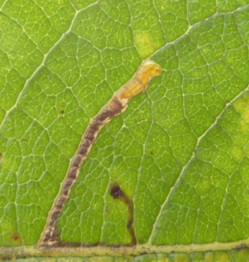 Stigmella salicis - photo 6