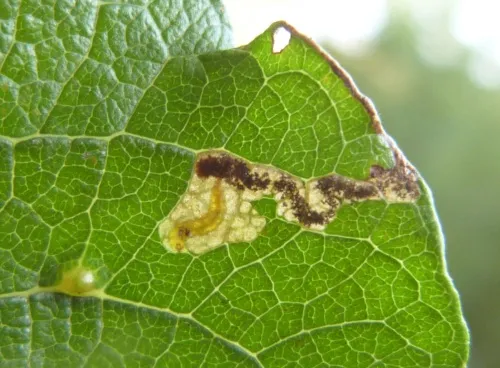 Stigmella salicis - photo 7