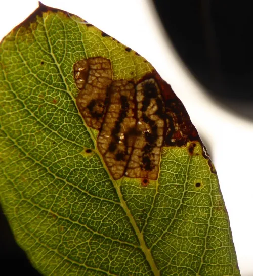 Stigmella salicis - photo 8