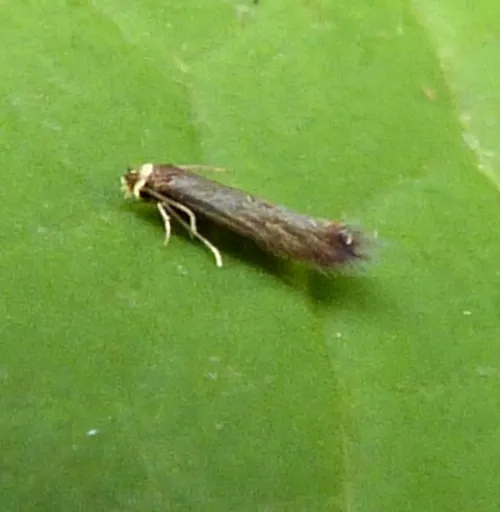 Stigmella samiatella - Stigmella samiatella