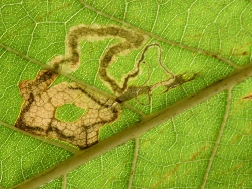 Stigmella samiatella - photo 2