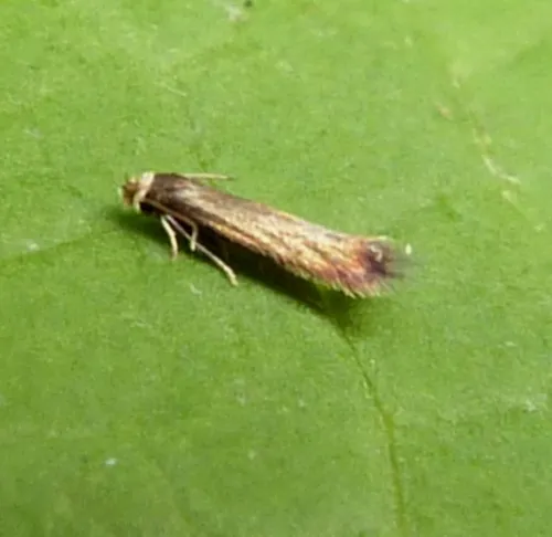Stigmella samiatella - photo 3