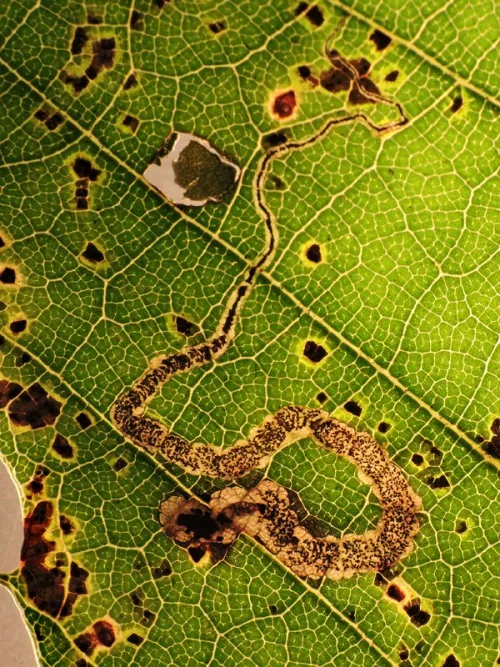 Stigmella samiatella - photo 4