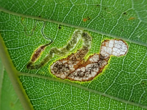 Stigmella samiatella - photo 5