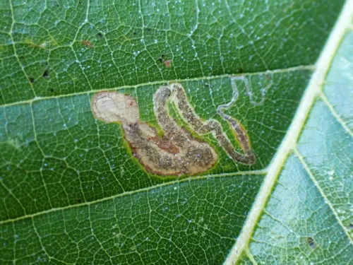 Stigmella samiatella - photo 6
