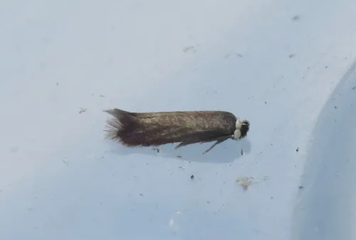 Stigmella samiatella - photo 7