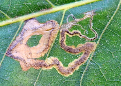 Stigmella samiatella - photo 8