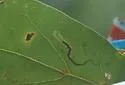 Stigmella sclerostylota - Hodges#0091.1