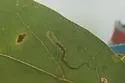 Stigmella sclerostylota - Hodges#0091.1 - photo 2