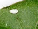 Stigmella sclerostylota - Hodges#0091.1 - photo 4