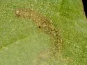 Stigmella sclerostylota - Hodges#0091.1 - photo 5