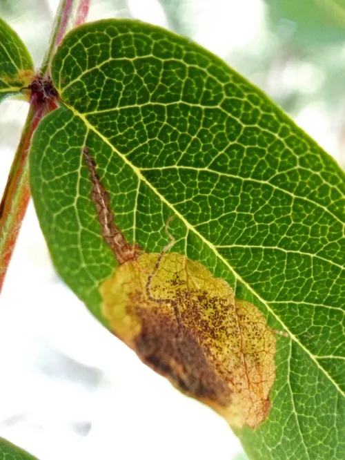 Stigmella sorbi - photo 2