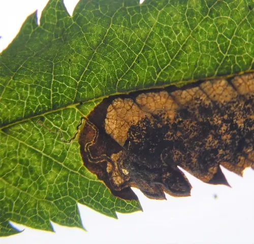 Stigmella sorbi - photo 3