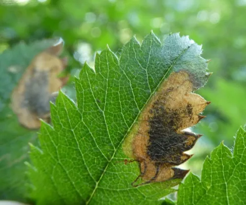 Stigmella sorbi - photo 4
