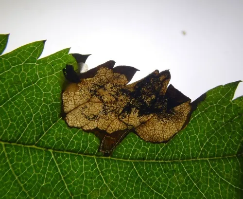 Stigmella sorbi - photo 5