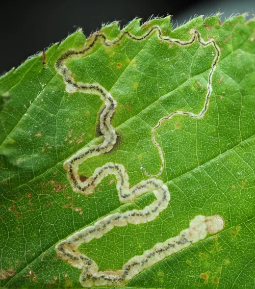 Stigmella splendidissimella - Stigmella splendidissimella
