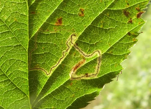 Stigmella splendidissimella - photo 2