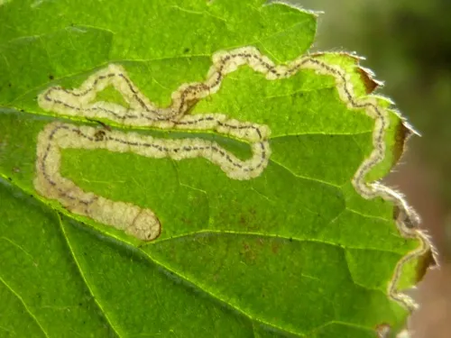 Stigmella splendidissimella - photo 3