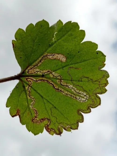 Stigmella splendidissimella - photo 4