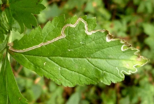 Stigmella splendidissimella - photo 5