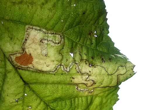 Stigmella splendidissimella - photo 6
